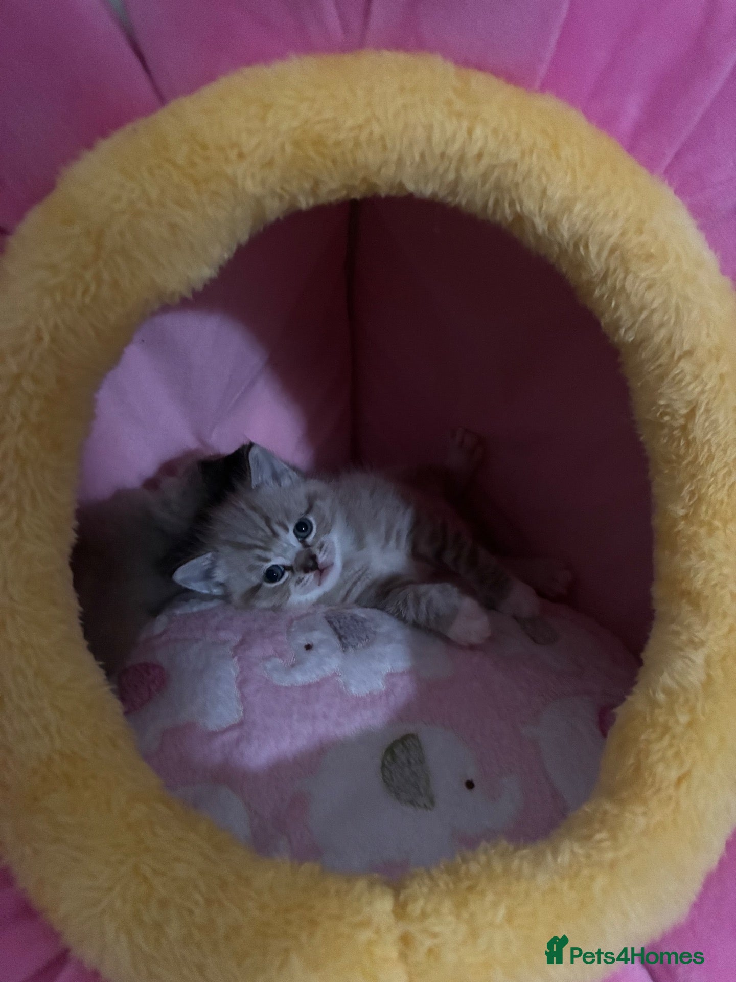 Ragdoll cats Sweet Ragdoll X Kittens - Advert 1