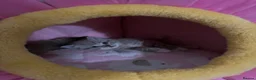 Ragdoll cats for sale: Sweet Ragdoll X Kittens - Advert 1