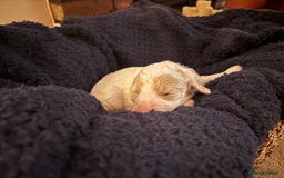 Cavapoochon dogs for sale: 5 cavapoochon puppies looking for forever homes - Image 5