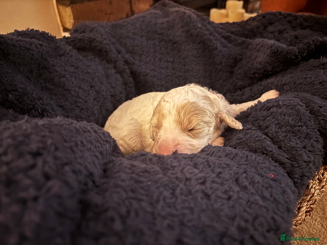 Cavapoochon dogs for sale: 5 cavapoochon puppies looking for forever homes - Image 5