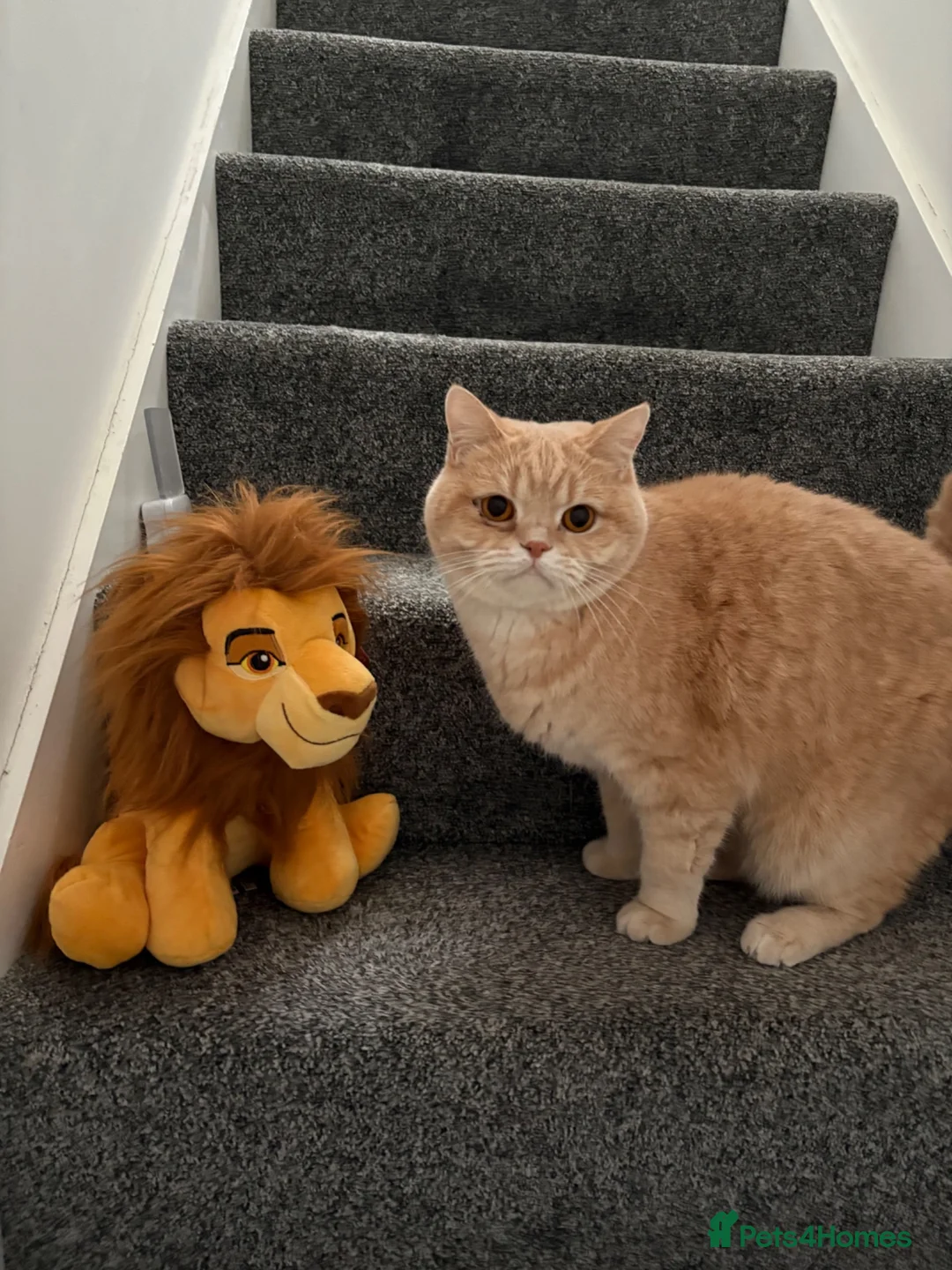 British Shorthair cats for sale: British short hair male neutered cat 3.5 years old - Advert 2