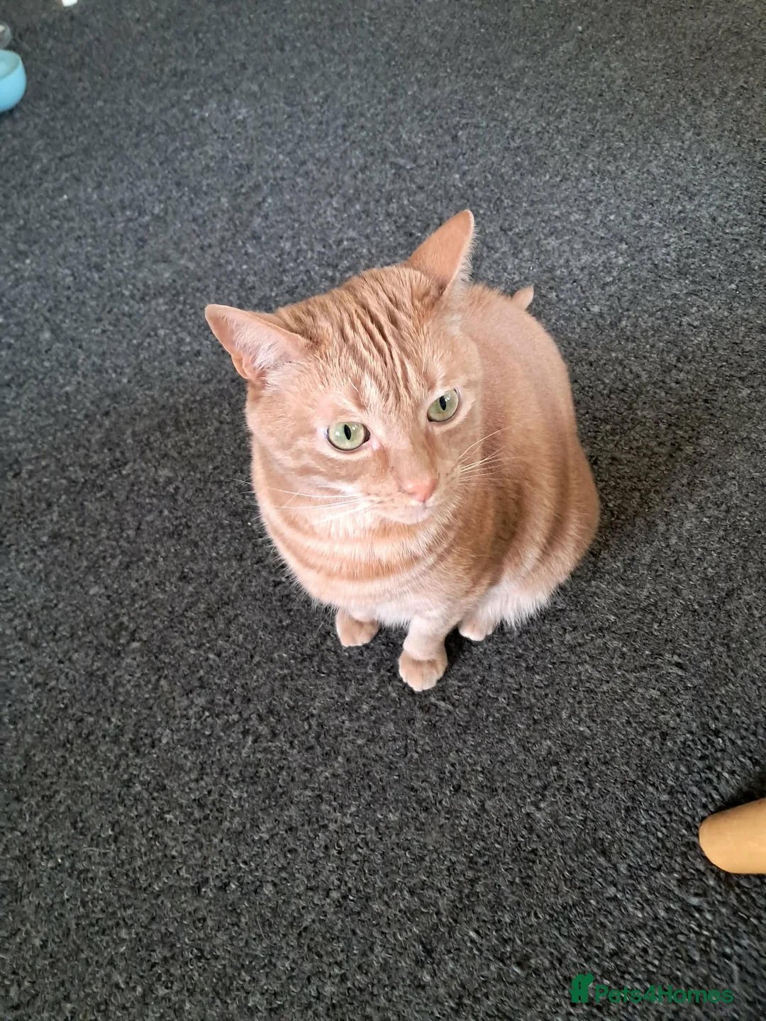 Mixed Breed cats for sale: 2 boys for adoption  - Advert 4