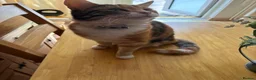 Mixed Breed cats for sale: Two adult cats for sale  - Advert 4