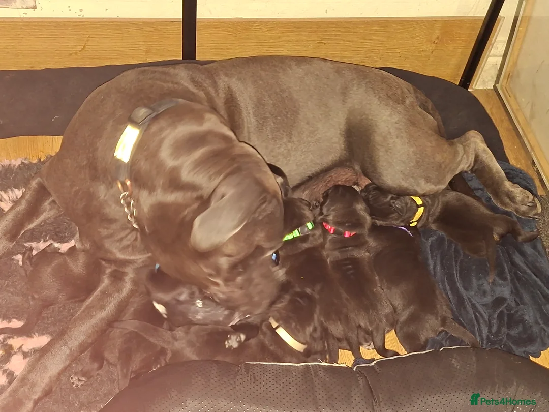 Cane Corso dogs for sale: Cane Corso Puppies - Advert 2