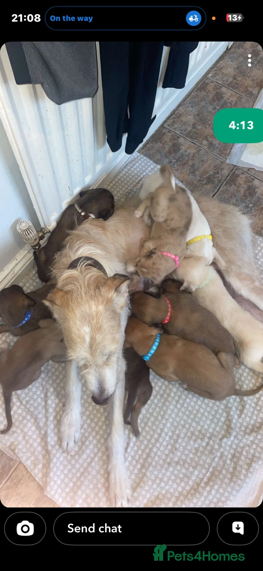 Lurcher dogs for sale: Puppy - Advert 2