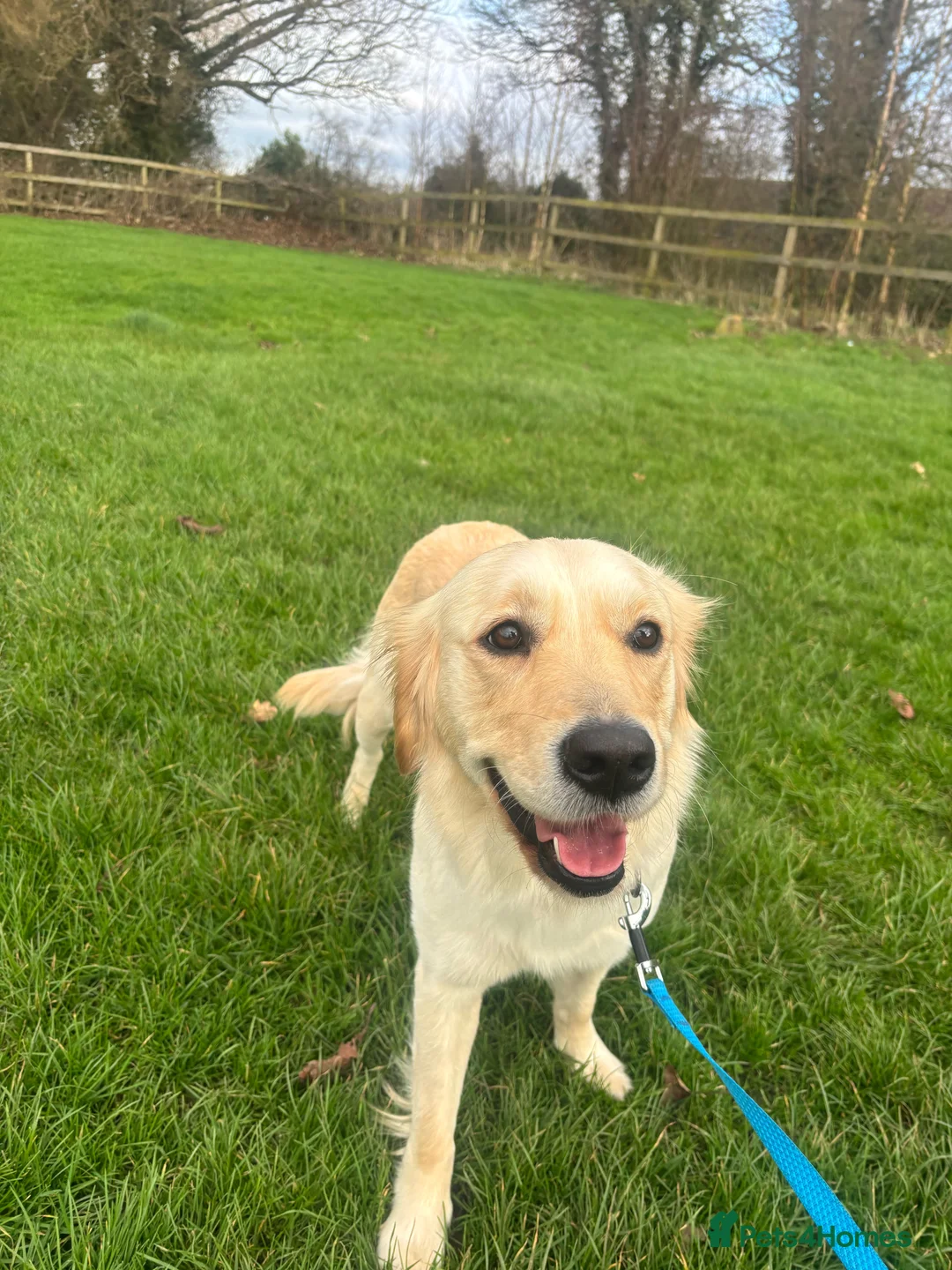 Golden Retriever dogs for sale: Golden Retriever Female - Forever Home needed  - Advert 2