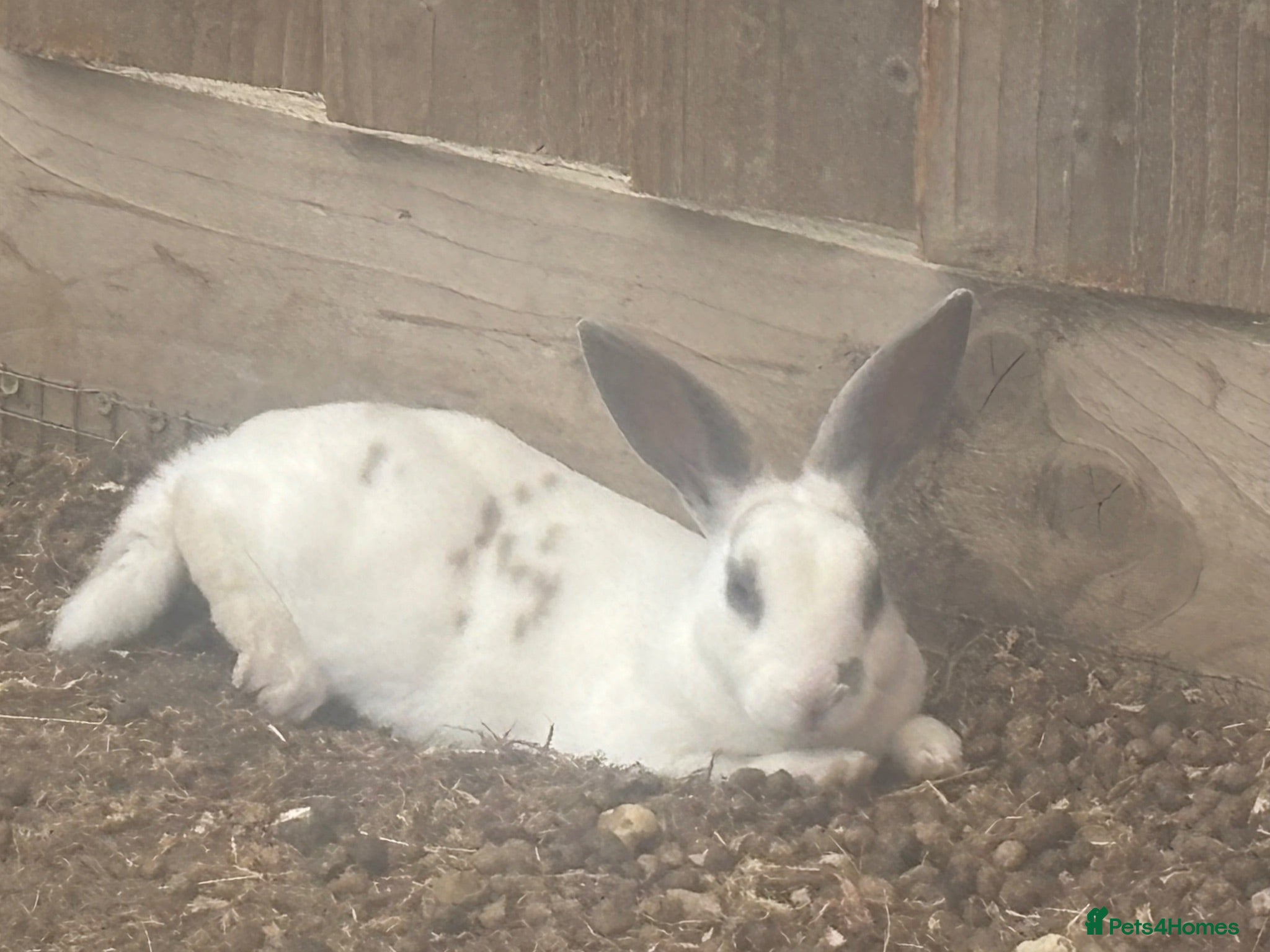 Rex rabbits One girl mini rex bunny - Advert 15