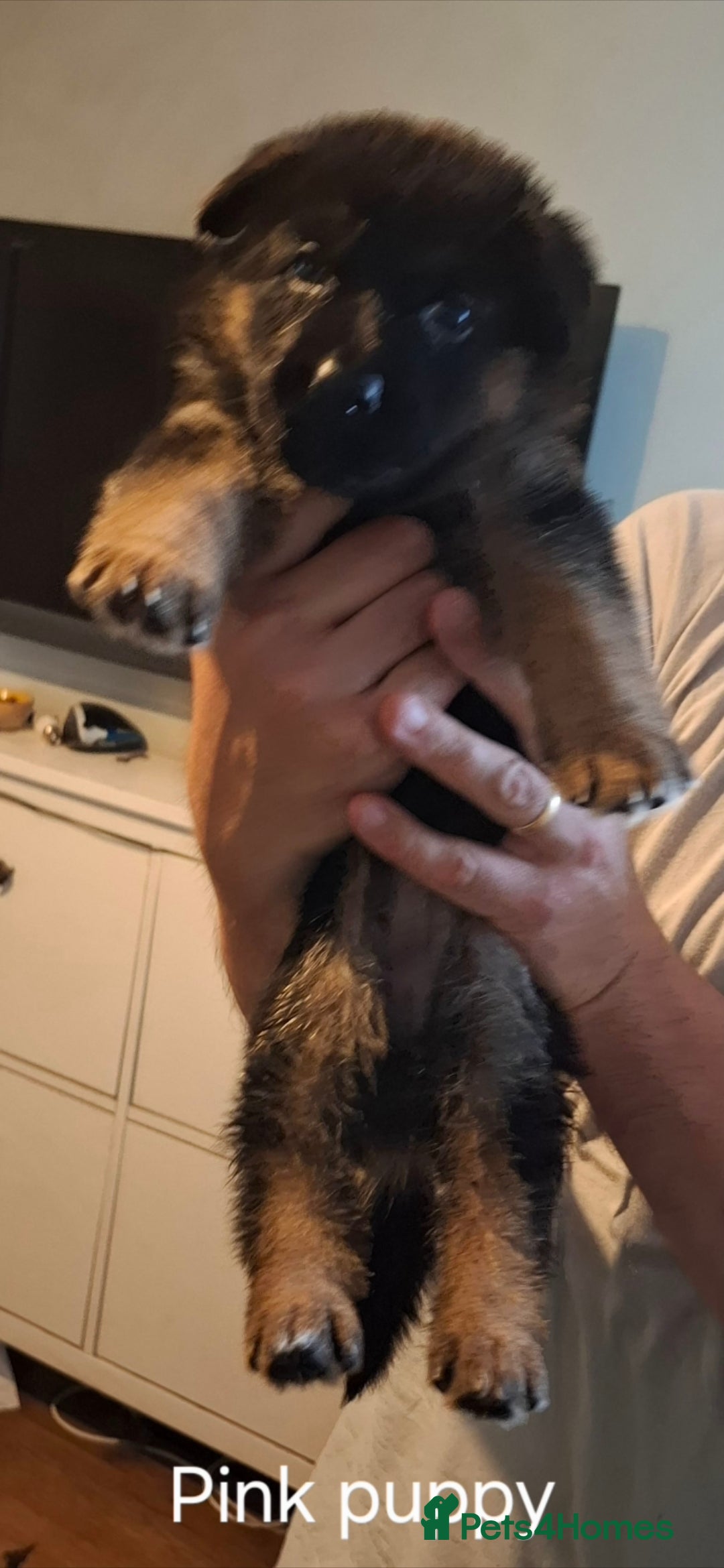 German Shepherd dogs for sale: Exceptional German shepherd puppies  - Image 26