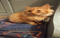 Mixed Breed cats for sale: 3 beautiful kittens available  - Image 3