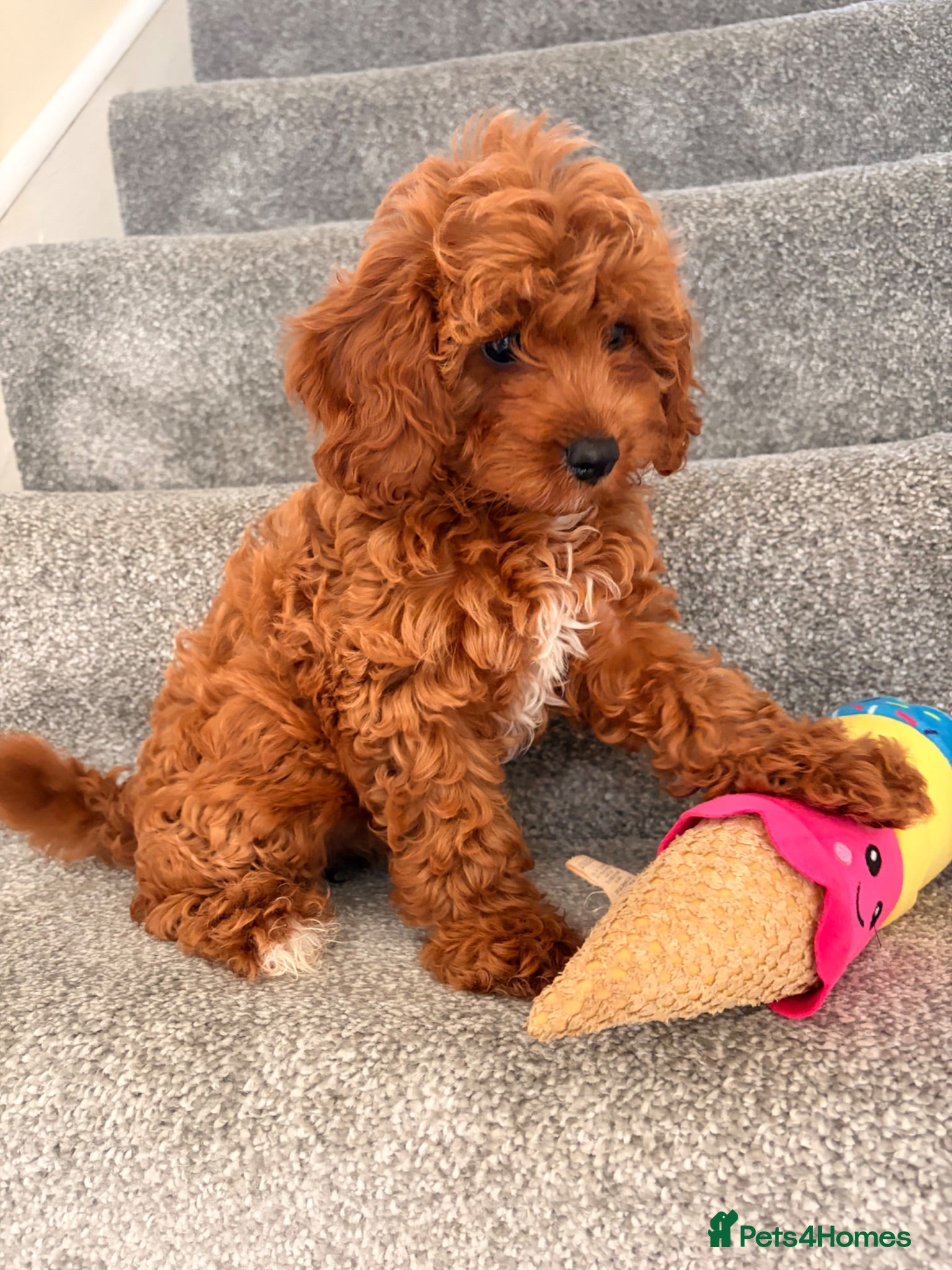 Cavapoo dogs 5⭐️Health Cleared Deep red Toy Cavapoo puppy’s  - Advert 9