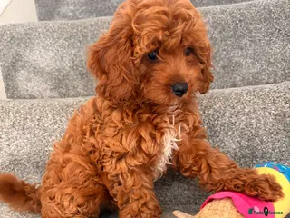 Cavapoo dogs 5⭐️Health Cleared Deep red Toy Cavapoo puppy’s - Advert 9