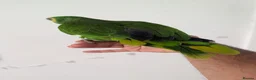 Budgerigars birds for sale: Exceptional Talking Green Parrot 100 Word  Friendl - Advert 5
