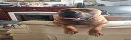 Boerboel dogs for stud: Boerboel male for stud - Advert 8