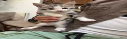 Mixed Breed cats for sale: Kittens for sale  in Luton - Advert 11