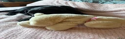 Labrador Retriever dogs for sale: 2 black female Labradors - Advert 7