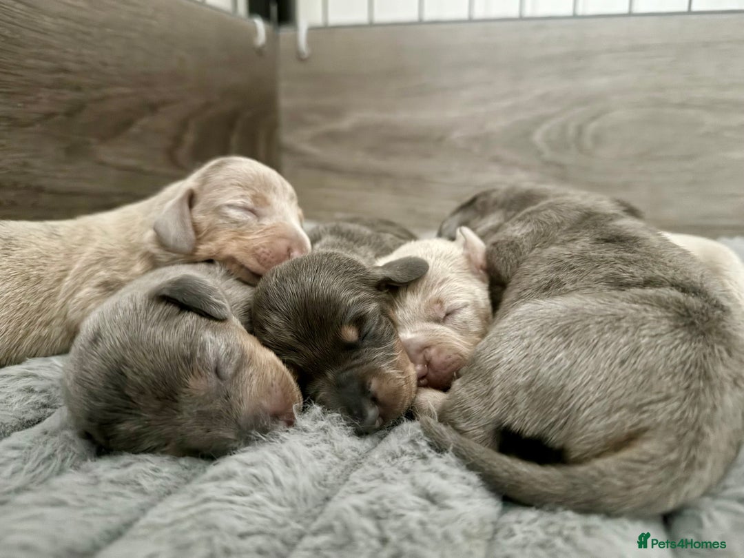 Miniature Dachshund dogs for sale: KC Registered Miniature Dachshunds - Advert 1