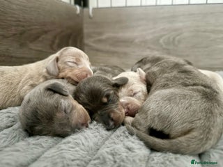 Miniature Dachshund dogs KC Registered Miniature Dachshunds - Advert 1