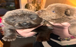 Chow Chow dogs for sale: Stunning chow chow puppies - Advert 4