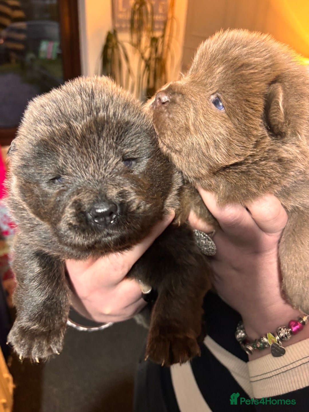Chow Chow dogs for sale: Stunning chow chow puppies - Advert 4