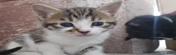 Domestic Shorthair cats for sale: 3 Kittens available  in Worthing - Advert 5