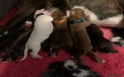 Boxer dogs for sale: KC registered Boxer Puppies - Image 1