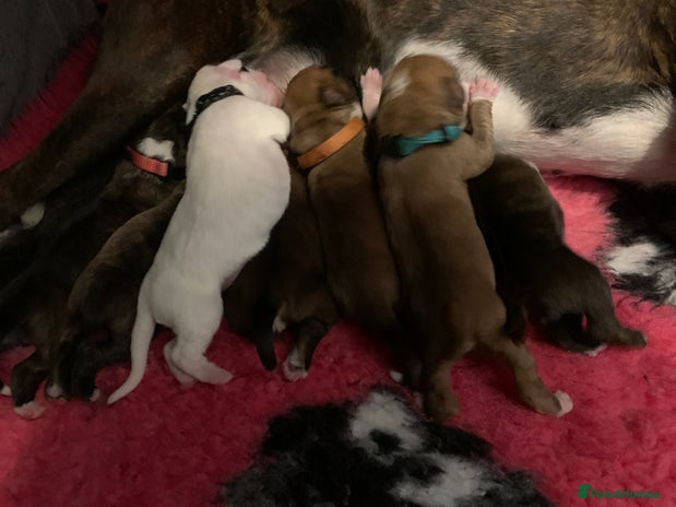 Boxer dogs - Advert 7