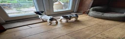 Jack Russell dogs for sale: Jack Russell pups in Rhayader - Advert 3
