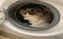 Ragdoll cats for sale: Brother Sister Ragdolls for Rehoming  - Image 26