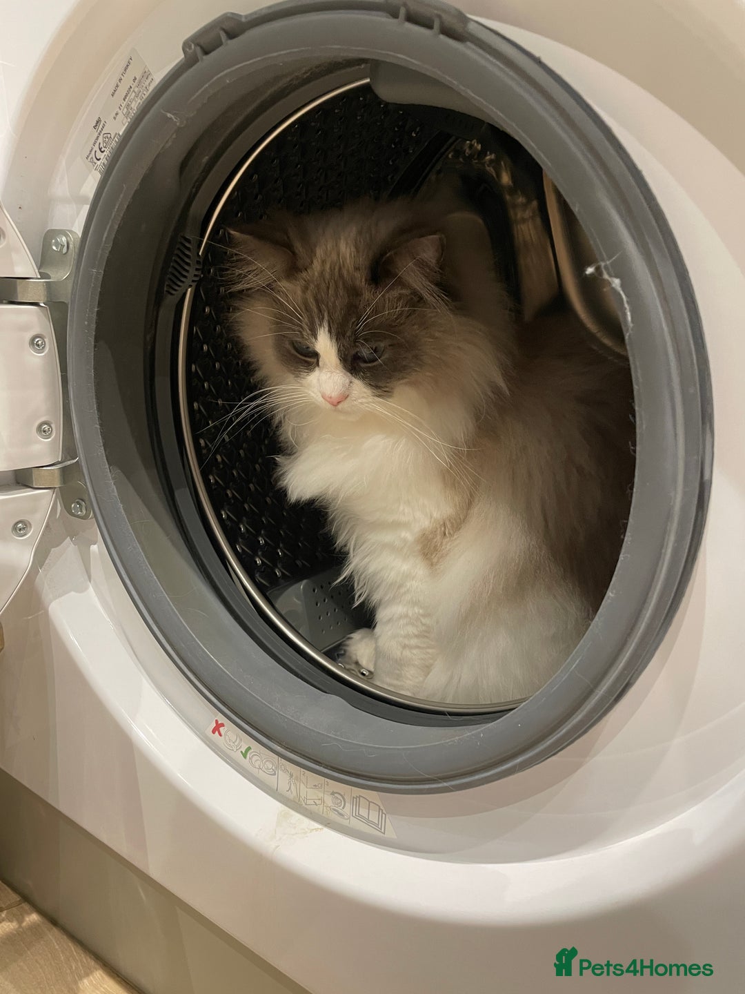 Ragdoll cats for sale: Brother Sister Ragdolls for Rehoming  - Image 26