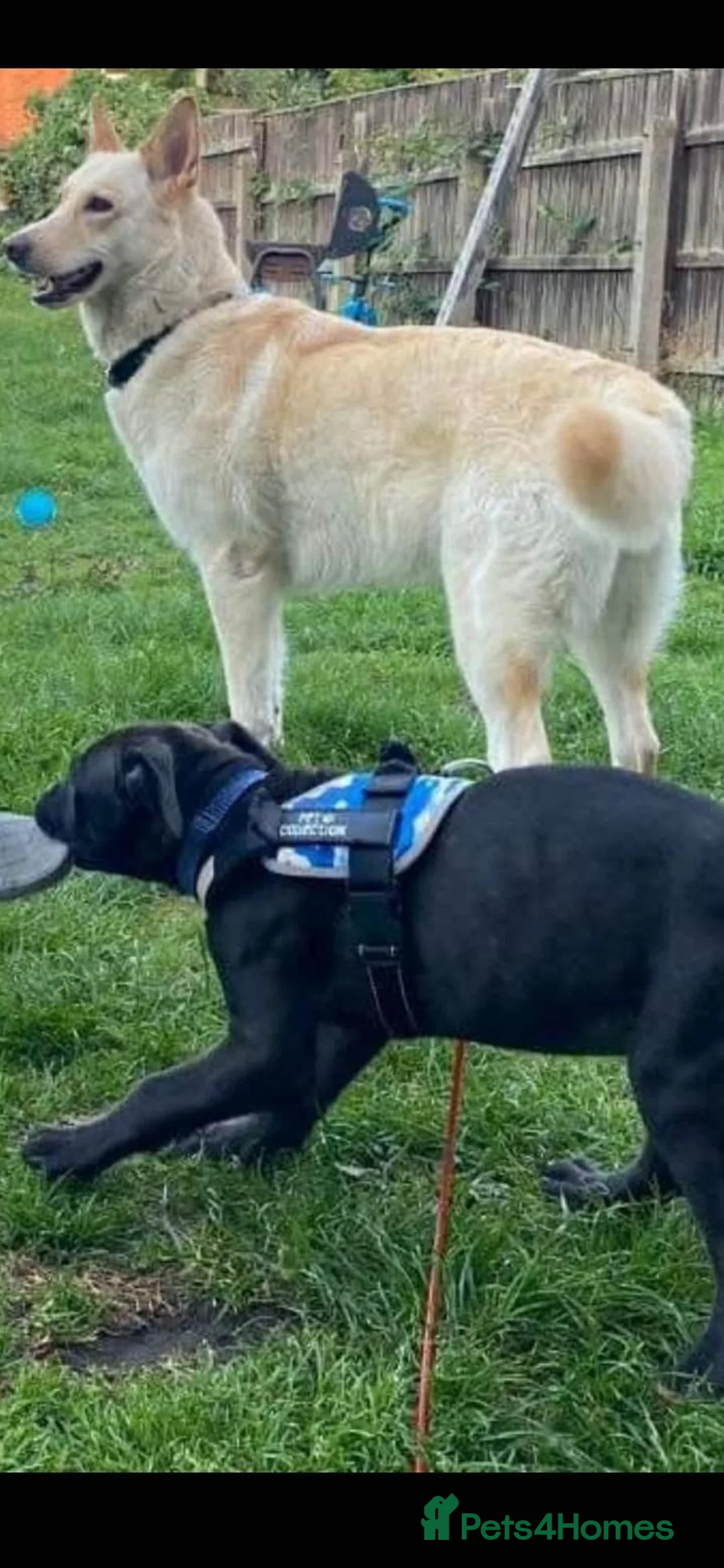 Mixed Breed dogs for sale: 9 month old pup  - Advert 4