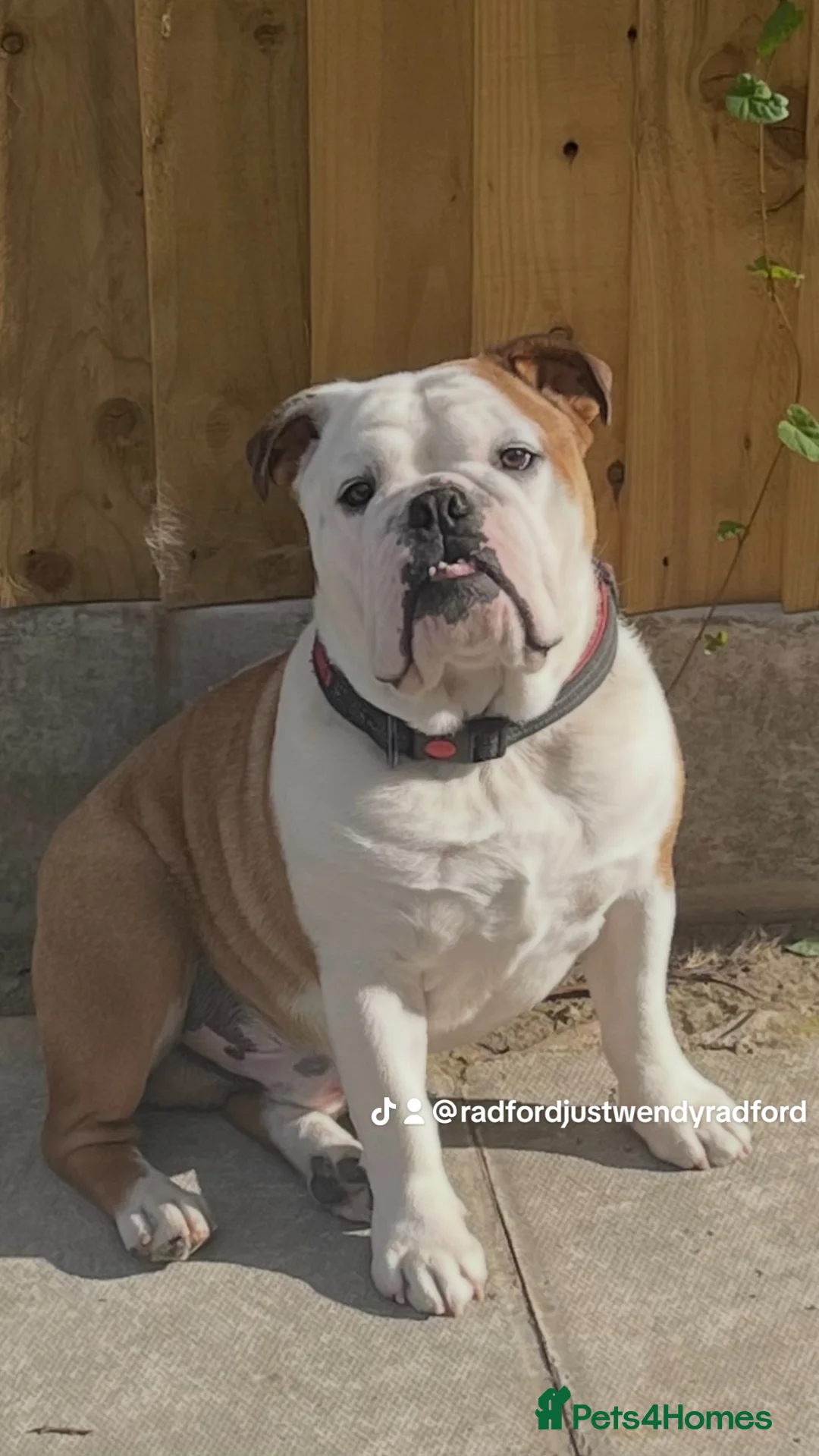 English Bulldog dogs for sale: English bulldogs male / female  - Advert 12