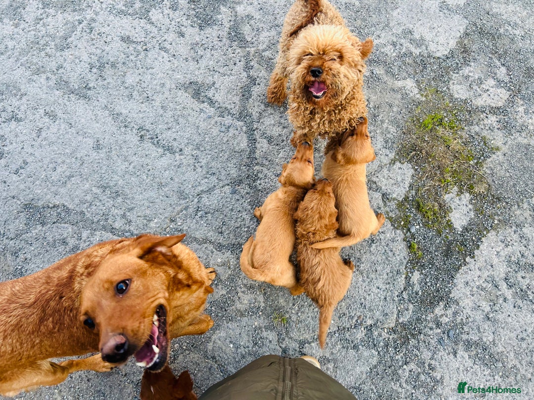 Labradoodle dogs for sale: Beautiful Labradoodle puppies for sale - Image 5