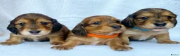 Miniature Dachshund dogs for stud: Daschund Stud  - Advert 18