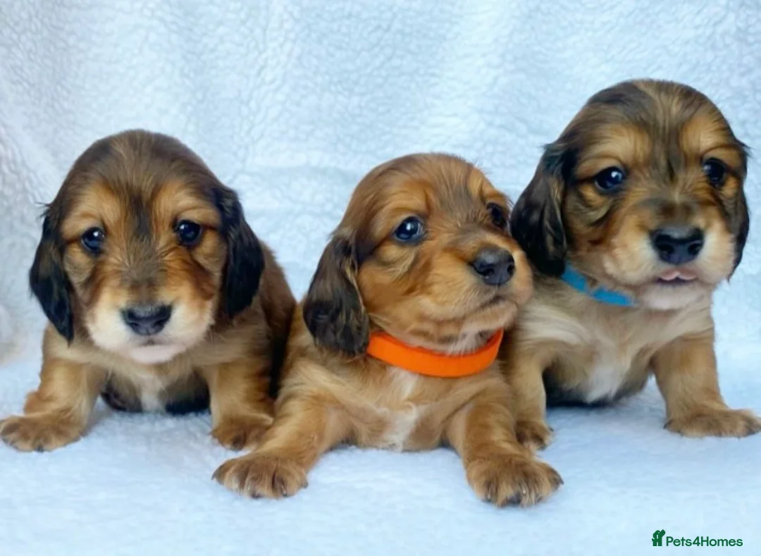 Miniature Dachshund dogs for stud: Daschund Stud  - Advert 18