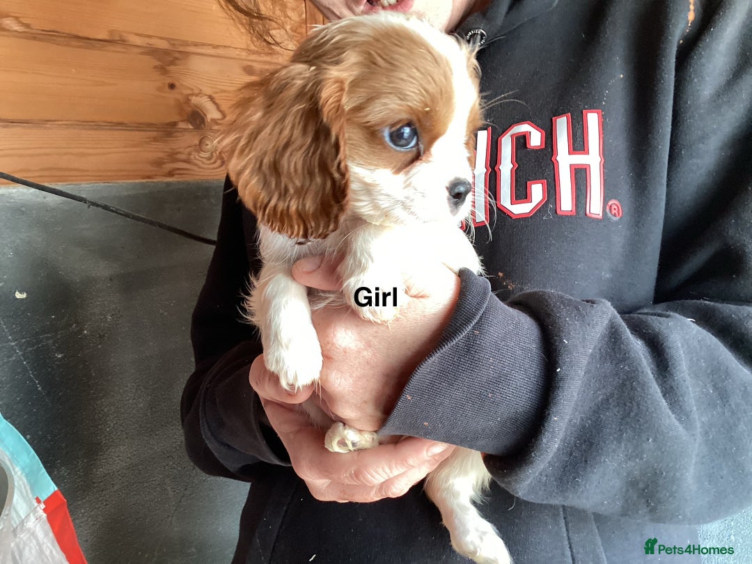 Cavalier King Charles Spaniel dogs for sale: King Charles cavalier spaniel - Image 6