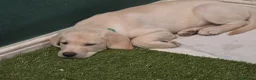 Labrador Retriever dogs for sale: Ready to leave labrador puppies 2girl 3male left  - Advert 14