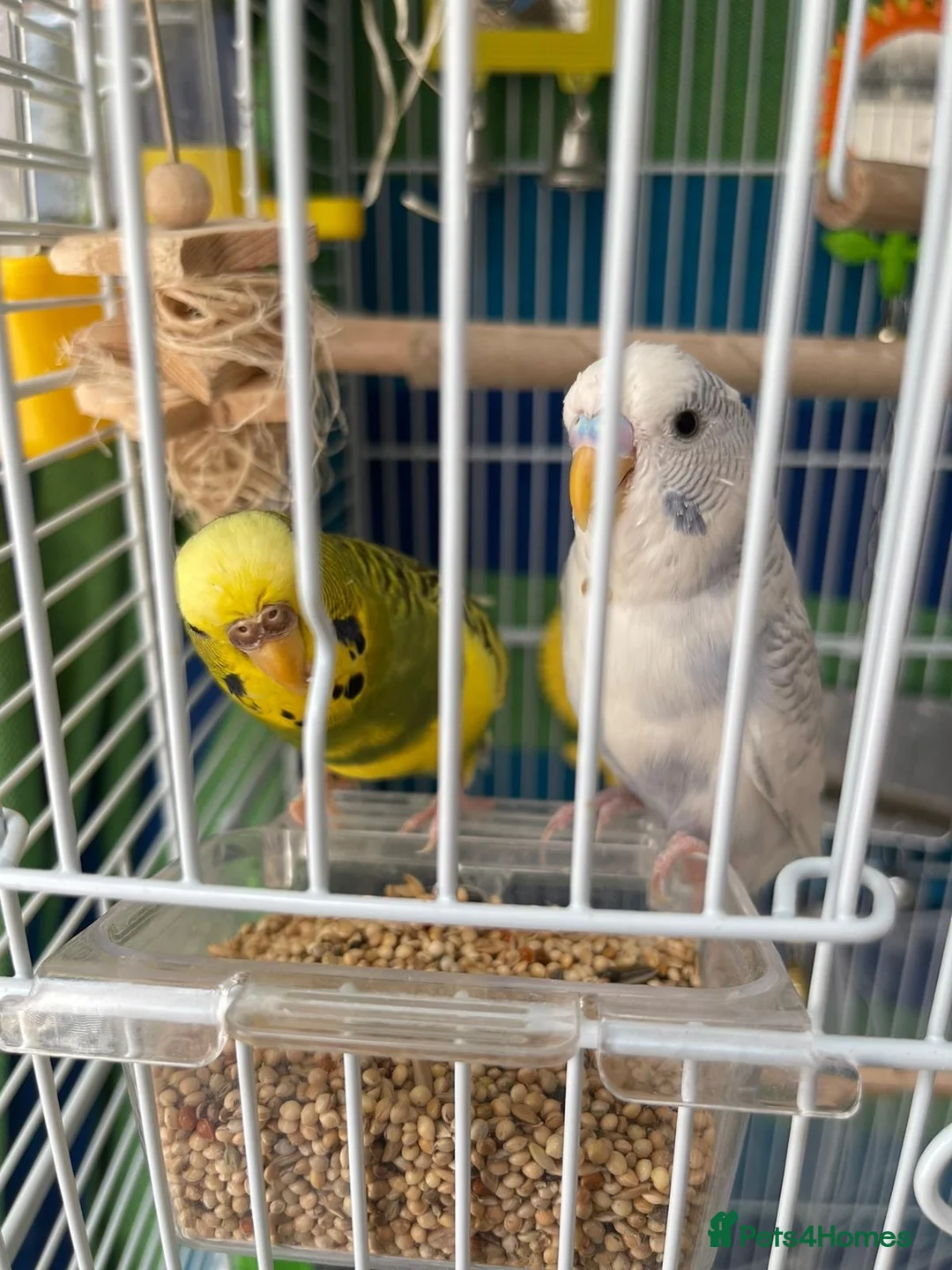 Budgerigars birds for sale: Friendly boy pair budgies with full setup! - Advert 2