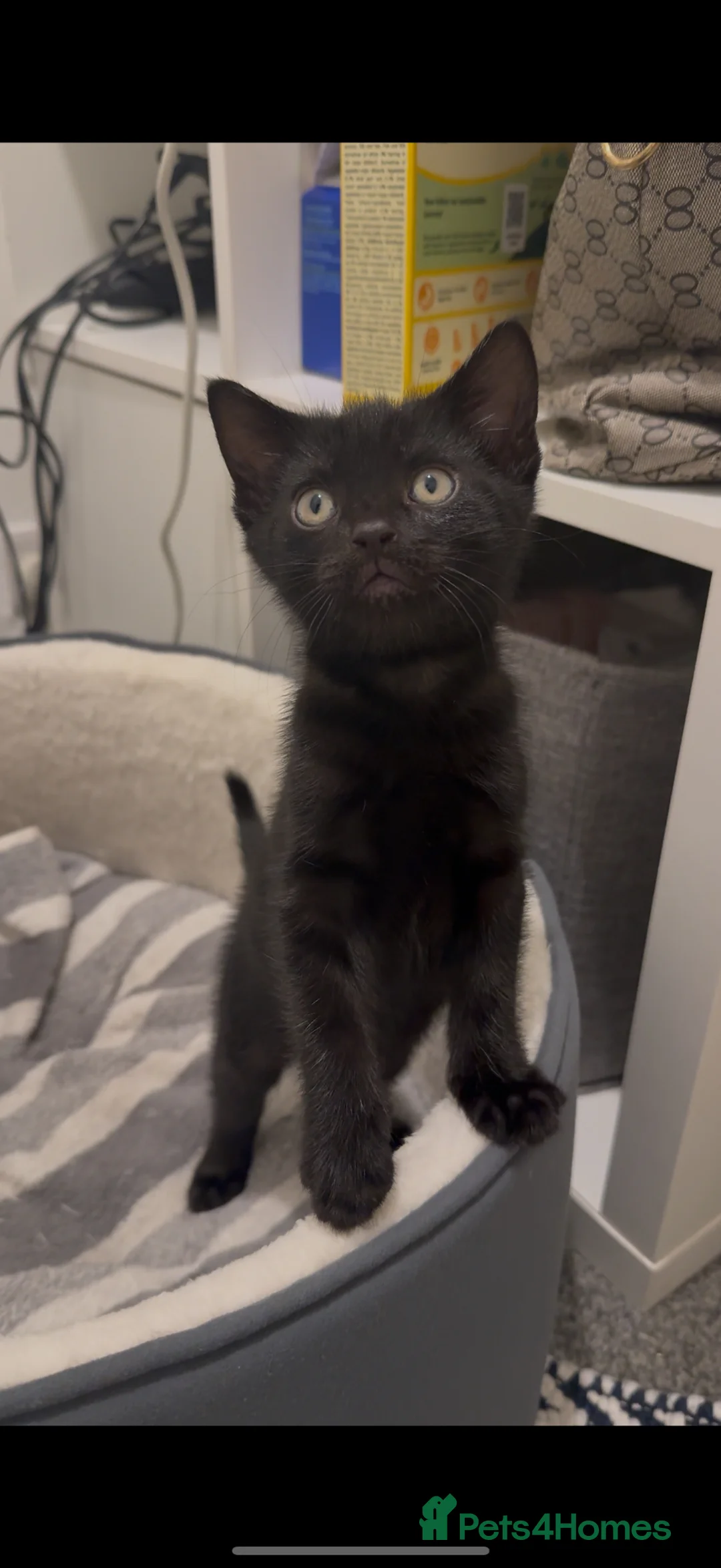 Bombay cats for sale: Female kittens  in Peterborough - Advert 2