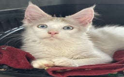 Maine Coon cats for sale: Maine Coon boy Blue Eyes very energetic Olivier - Image 1