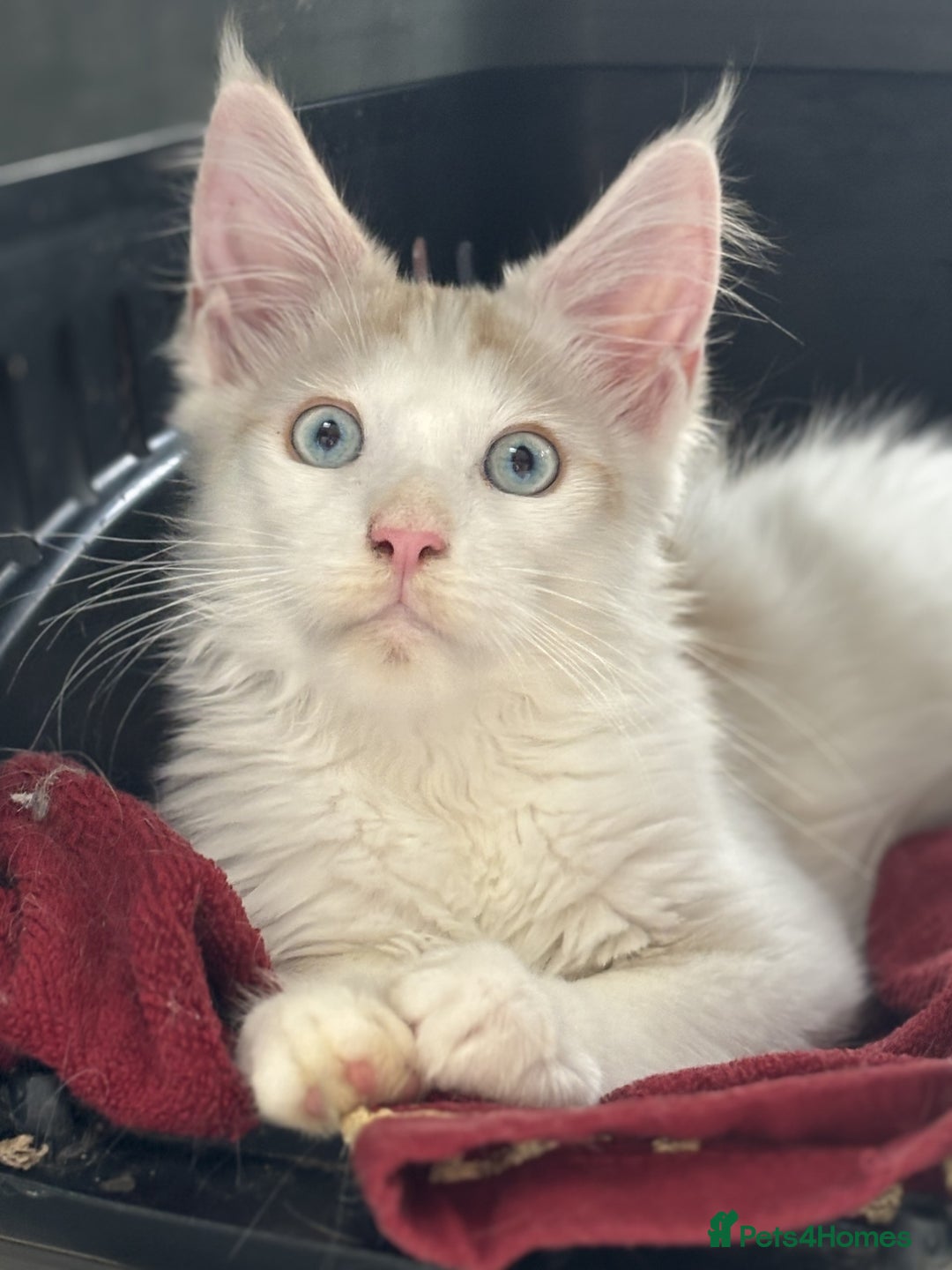 Maine Coon cats for sale: Maine Coon boy Blue Eyes very energetic Olivier - Image 1