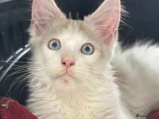 Maine Coon cats - Advert 2