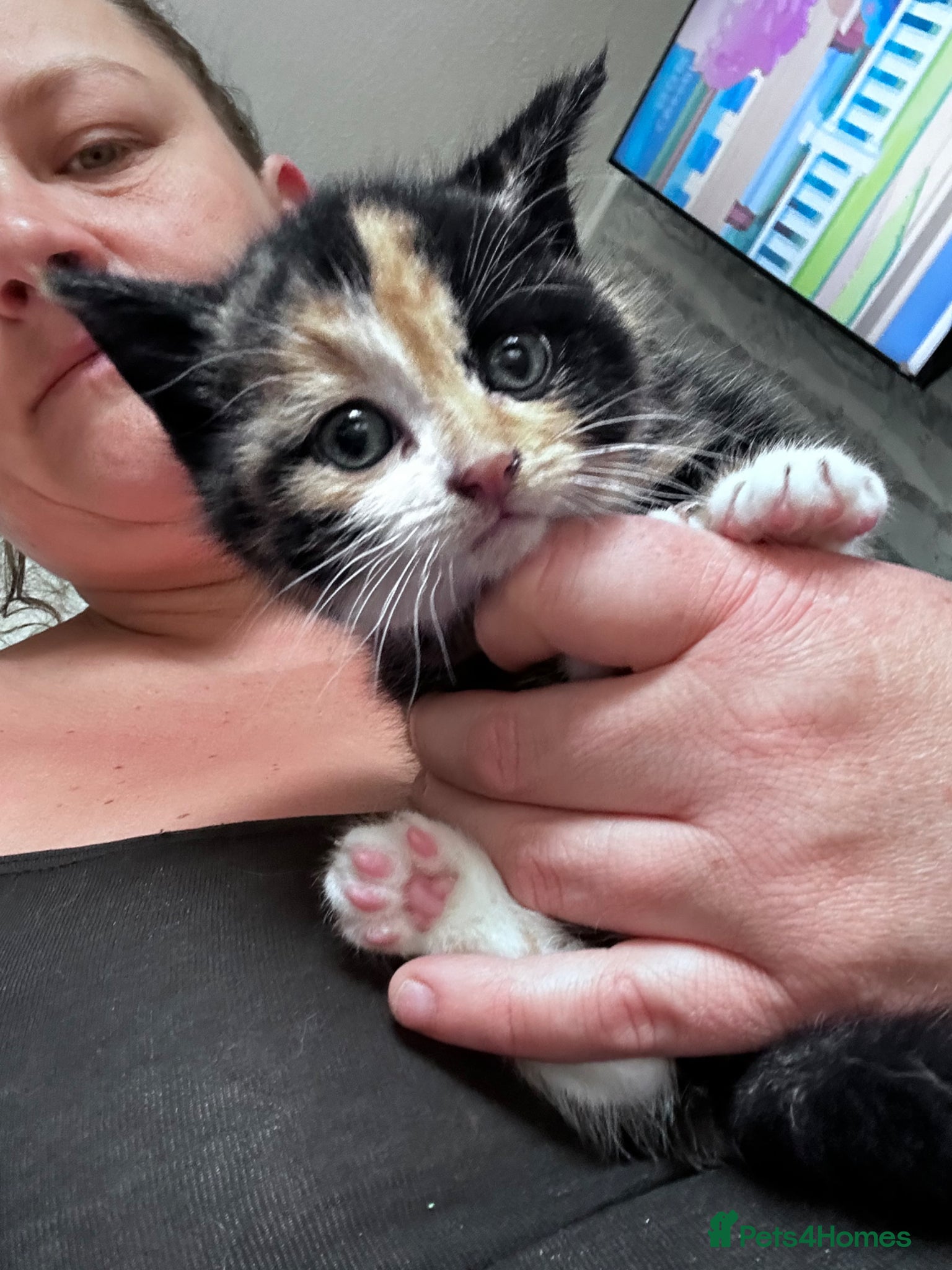 Mixed Breed cats 4 loving kittens  - Advert 1