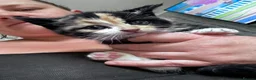Mixed Breed cats for sale: 4 loving kittens  - Advert 1