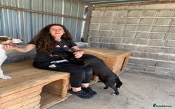 Mixed Breed dogs for adoption: Raven, 1.5 yrs approx. Available for adoption. - Image 8
