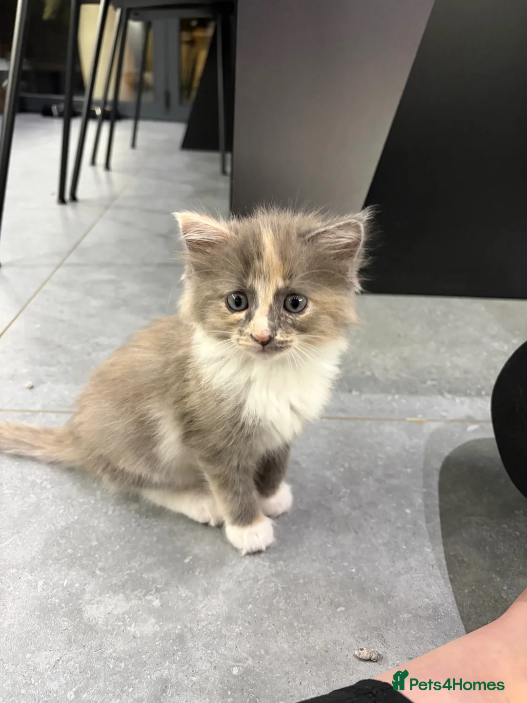 Ragamese cats for sale: 2 lovely playful healthy Ragamese x kittens. Ace V in Wantage - Advert 12