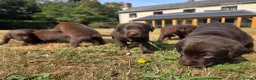 Labrador Retriever dogs for sale: KC registered, Chocolate Labrador Puppies in Ross-on-Wye - Advert 1