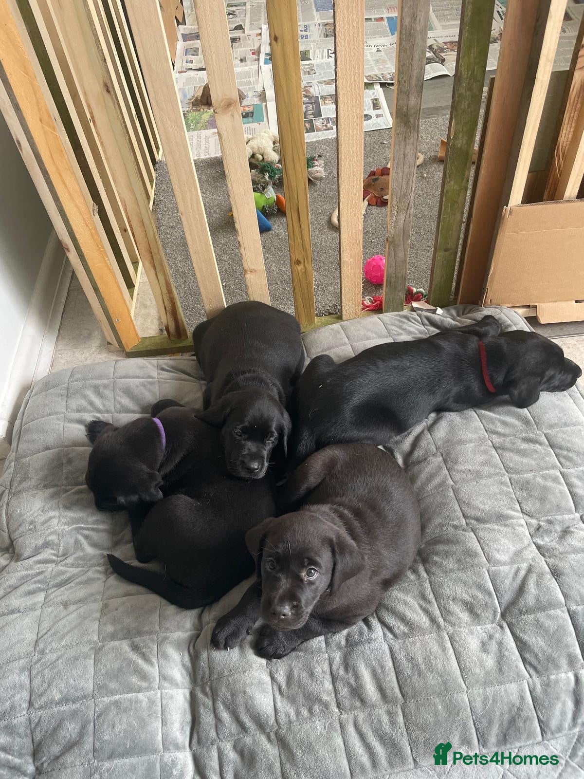 Labrador Retriever dogs Beautiful KC Registered litter of Labrador puppies - Advert 1