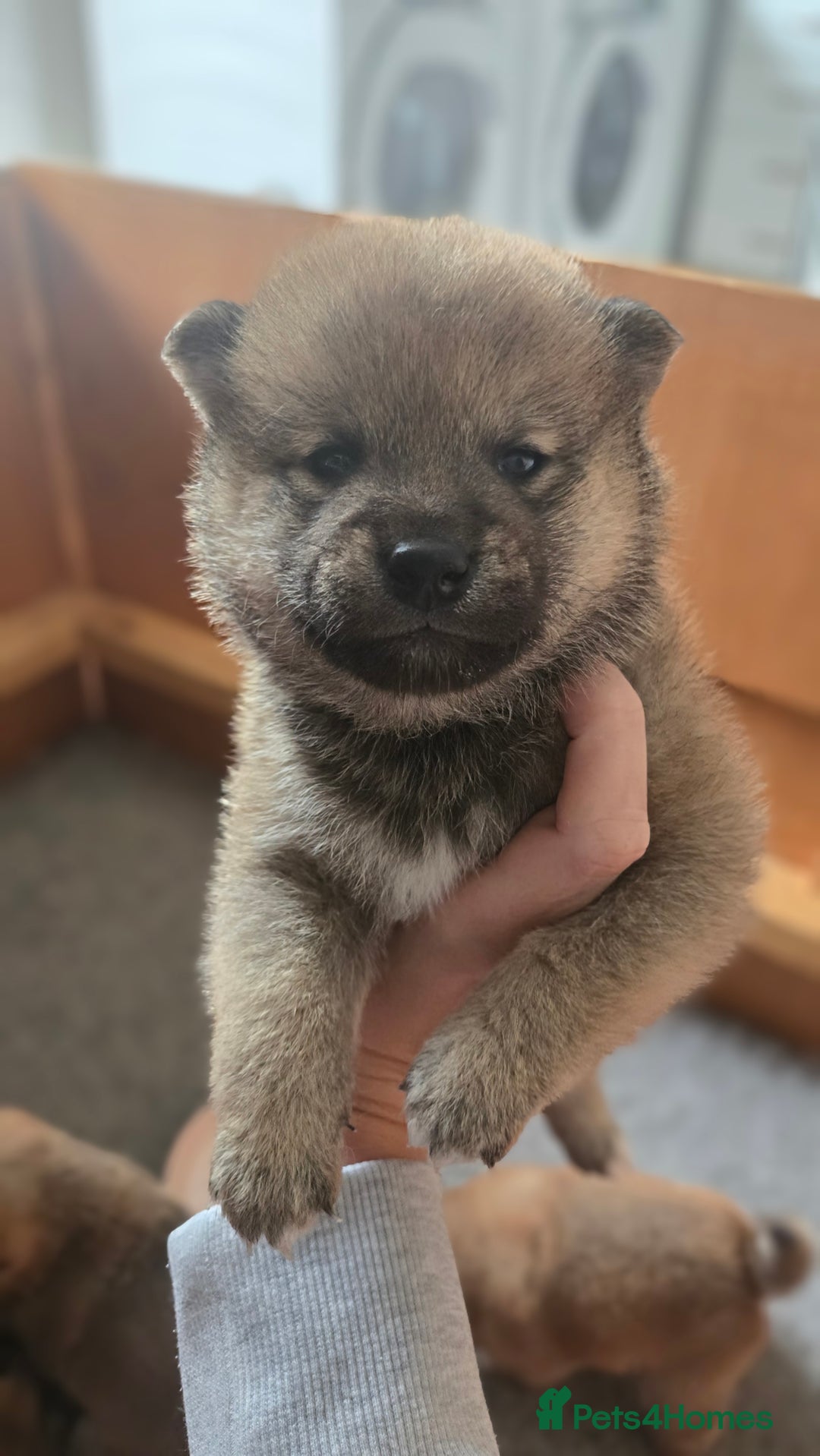Japanese Shiba Inu dogs for sale: 4 Stunning sesame shibas pups ❤️ - Image 14