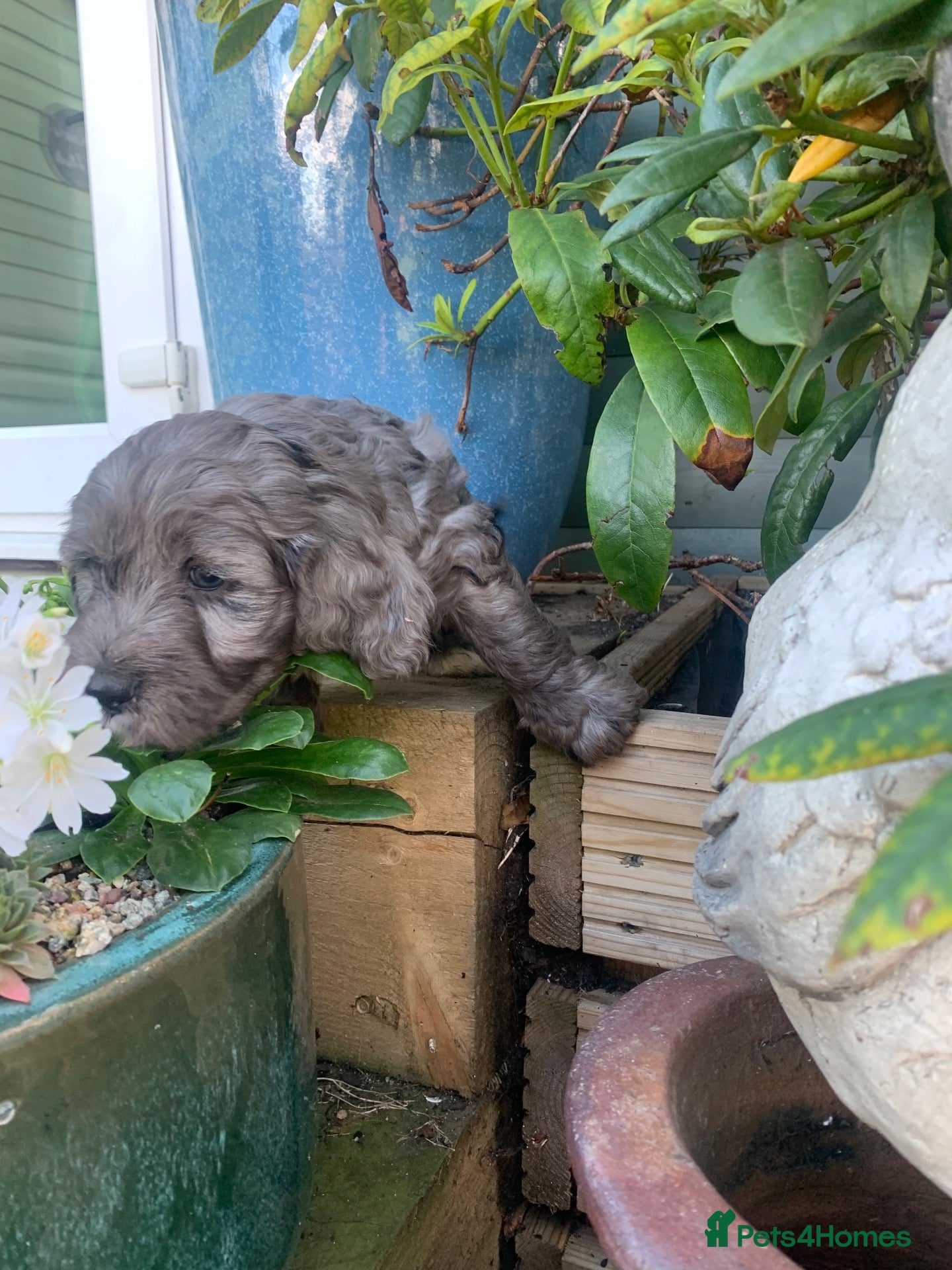 Cockapoo dogs Gorgeous Merle & Black Cockerpoos  - Advert 1