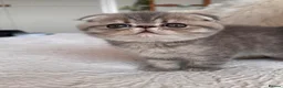 Persian cats for sale: Beautiful Scottish fold exotic Persian kittens  - Advert 7